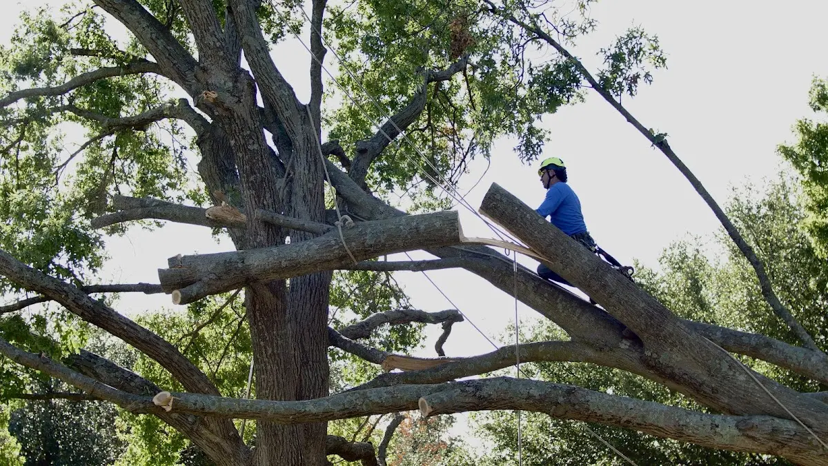 Professional Crown Thinning performed by certified arborists in Milmay